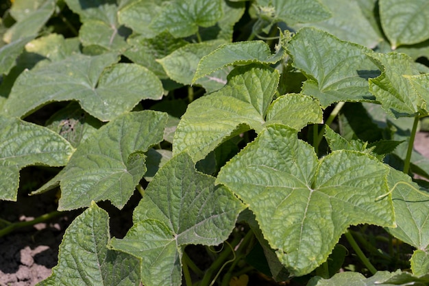 Concombres verts sur un terrain de vol