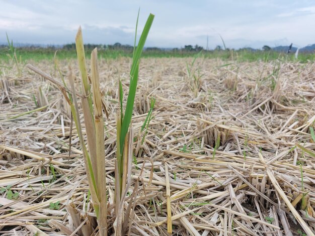 Condition des rizières après la récolte du riz en Indonésie