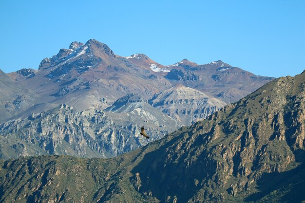 Un condor andin survolant le canyon de Colca