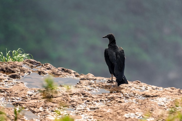 Condor assis sur un rocher dans la nature