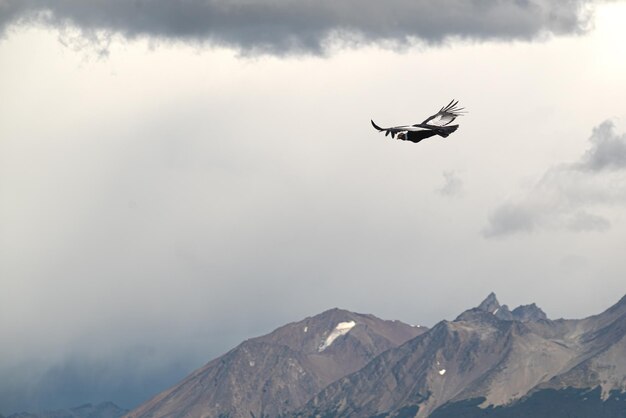 Photo le condor en vol au-dessus du canal d'usuhaia beagle