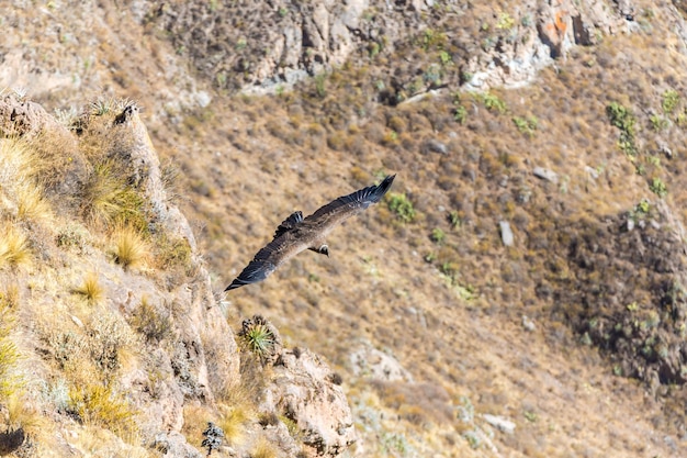 Condor volant au-dessus du canyon de Colca Pérou Amérique du Sud Ce condor le plus grand oiseau volant sur terre