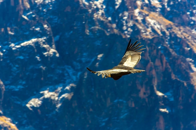 Condor volant au-dessus du canyon de Colca Pérou Amérique du Sud Ce condor le plus grand oiseau volant sur terre