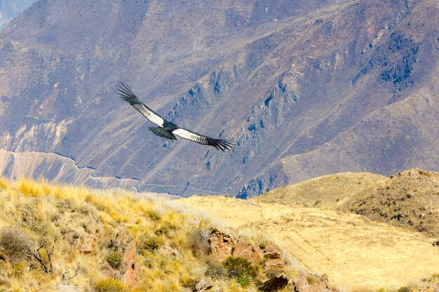 Condor volant au-dessus du canyon de Colca Pérou Amérique du Sud C'est un condor le plus grand oiseau volant sur terre