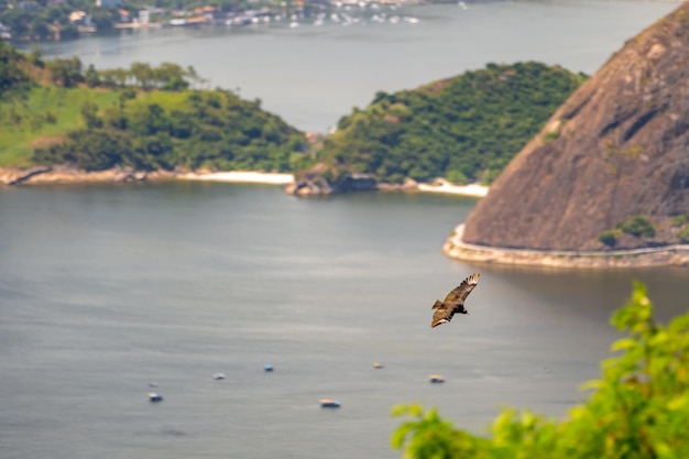 Condor volant à côté d'un rocher au-dessus de l'océan