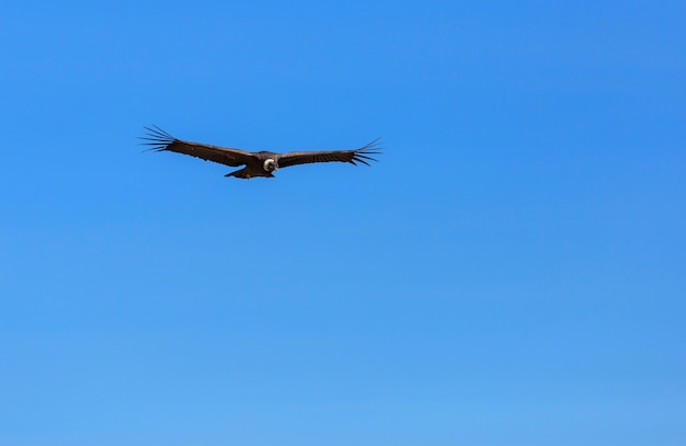 Condor volant dans le canyon de Colca, Pérou