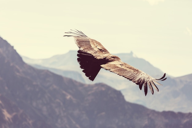 Condor volant dans le canyon de Colca, Pérou