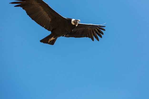 Condor volant dans le canyon de Colca, Pérou