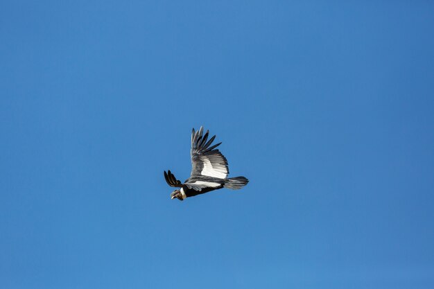 Condor volant dans le canyon de Colca, Pérou