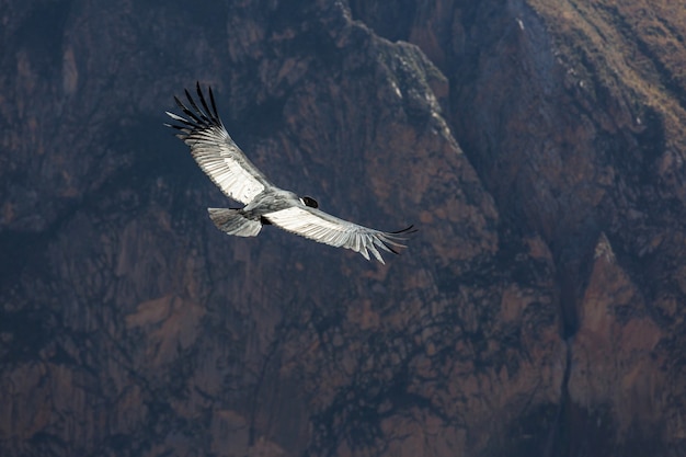 Condor volant dans le canyon de Colca, Pérou