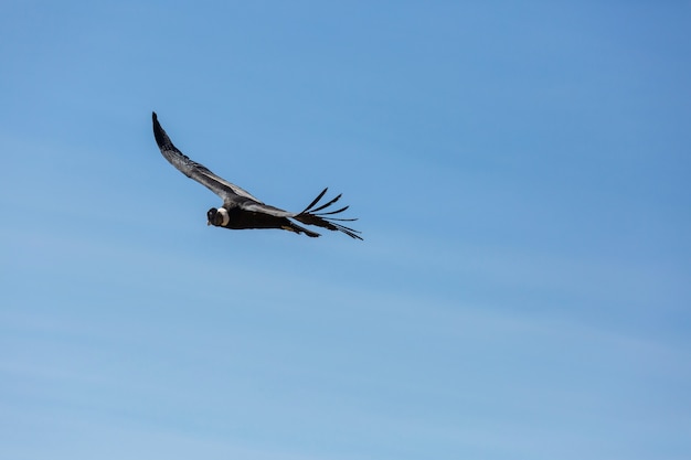 Condor volant dans le canyon de Colca, Pérou