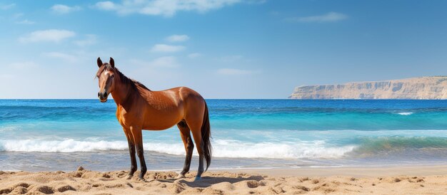 Photo conduite à cheval sur la plage vue du paysage à cheval