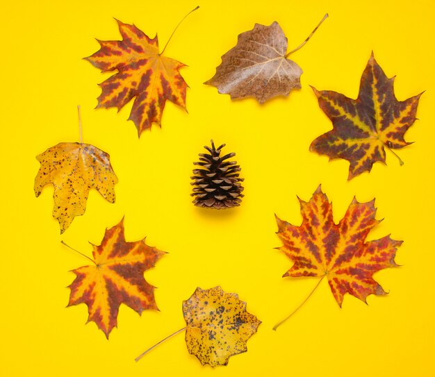 Cône de broche dans le cercle créatif des feuilles d'automne tombées sur jaune. Vue de dessus