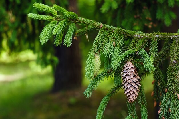 Cône d'épinette sur une branche d'un sapin dans la forêt dans la nature.