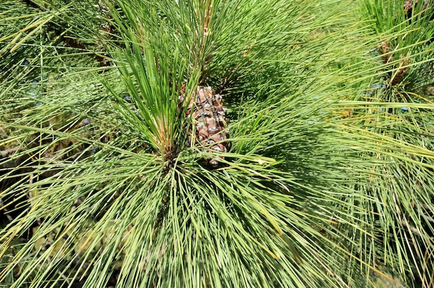 Cône de pin brun sur un pin avec des feuilles vertes