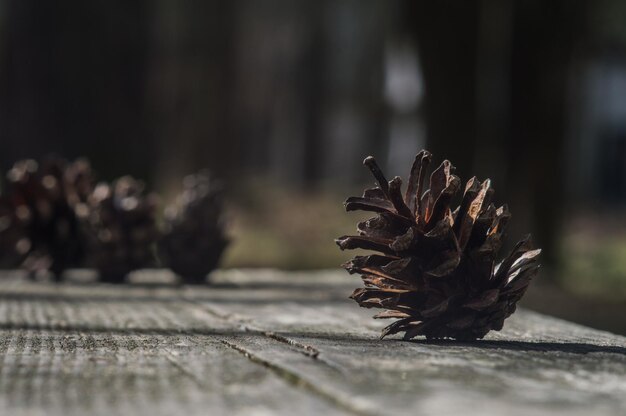 Cône de pin brun sur une planche de bois sombre sur fond de forêt floue