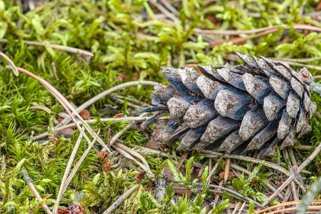 Un cône de pin dans la forêt un cône sec se trouve sur le sol sur fond de mousse et d'aiguilles de pin