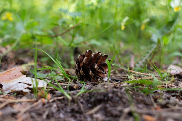 Cône de pin dans la forêt