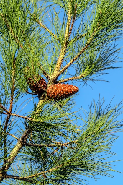 Photo cône de pin ponderosa conifère dans la nature