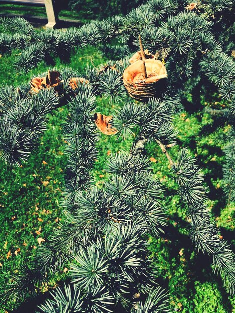 Photo coneaux de pin dans les branches