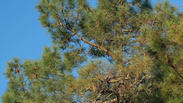 Coneaux de pin et feuilles de pin brun graines mûres mûres cône de pin entouré de ses épines vertes