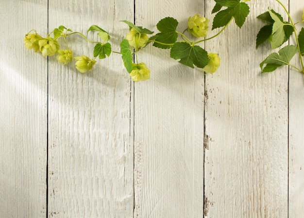 Cônes de houblon sur bois