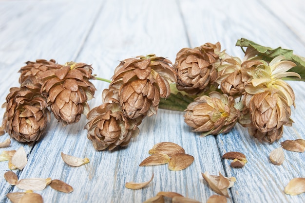 Cônes de houblon brun sur le fond en bois clair