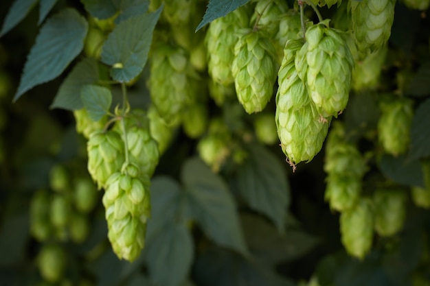 Cônes de houblon dans le champ de houblon