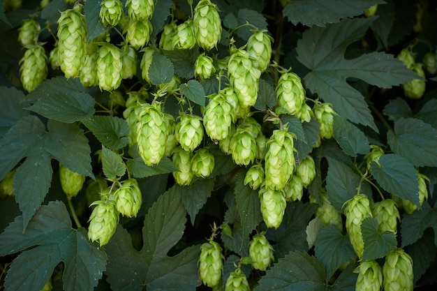 Cônes de houblon dans le champ de houblon