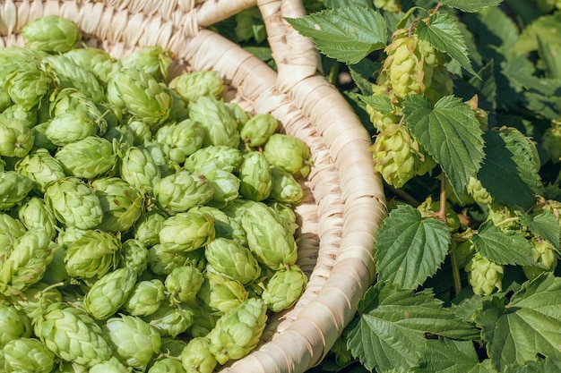 Cônes de houblon dans un panier pour faire de la bière fraîche naturelle concept de brassage