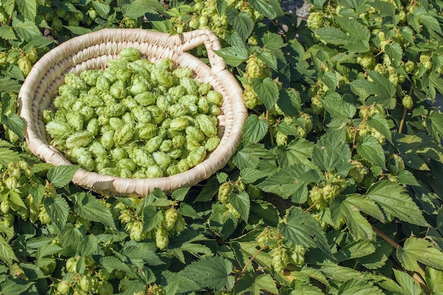 Cônes de houblon dans un panier pour faire de la bière fraîche naturelle concept de brassage