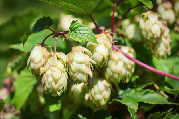 Cônes de houblon frais sur la brindille