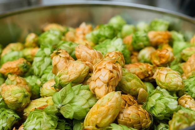 Cônes de houblon frais vert et orange pour faire de la bière et du pain dans un bol en acier inoxydable gros plan macro