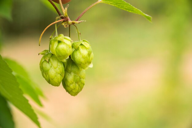 Cônes de houblon frais vert pour faire de la bière et du pain agrandi, fond agricole.