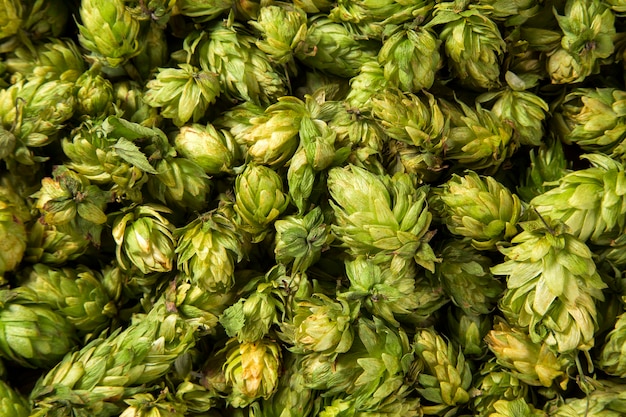 Cônes de houblon frais vert pour faire de la bière et du pain se bouchent