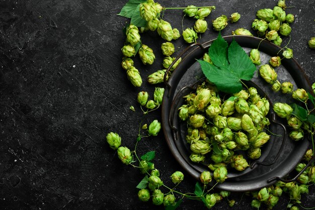 Cônes de houblon frais vert pour faire de la bière Espace libre pour le texte