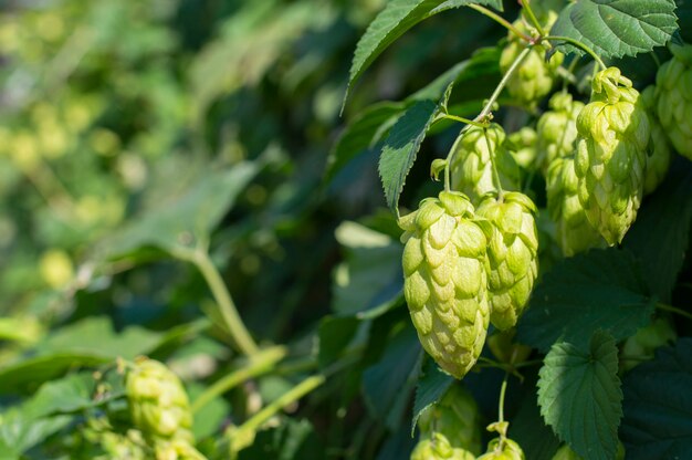 Cônes de houblon frais verts pour faire de la bière et du pain en gros plan