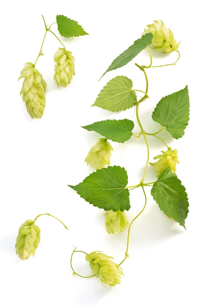 Cônes de houblon isolés sur blanc