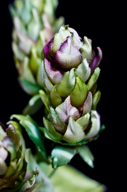 Cônes de houblon isolés sur un fond noir. Fausses fleurs de soie artificielle