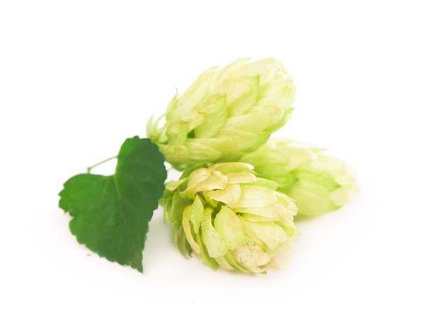 Cônes de houblon vert isolés sur blanc, brassage, production de bière naturelle