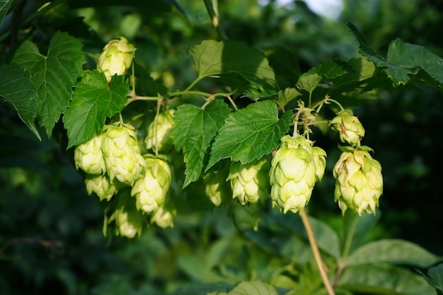 des cônes de houblon verts accrochés à une branche d'une plante de houblons