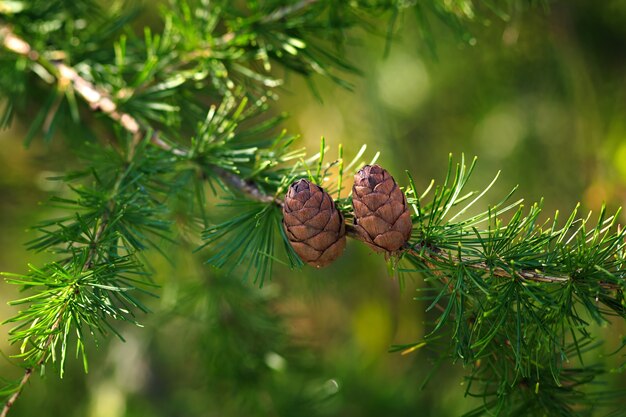 Cônes de mélèze sur une branche