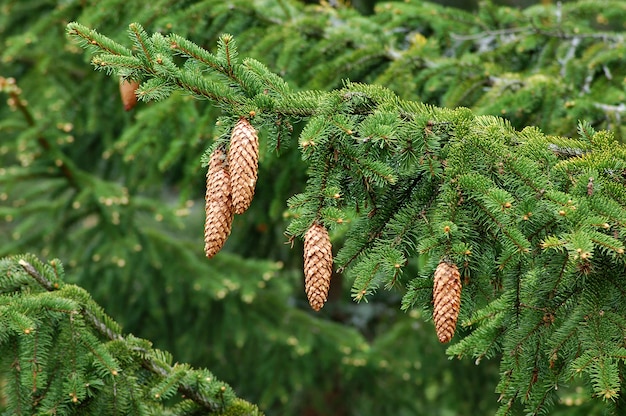 Cônes de pin accrochés à la branche verte dans la forêt. Fond de noël