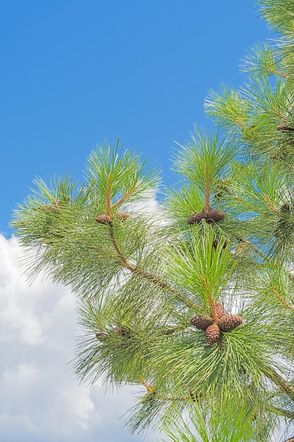 Cônes de pin sur la branche sur fond de ciel bleu