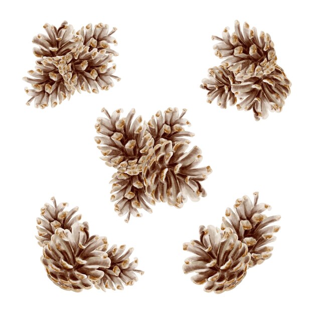 Des cônes de pin bruns dans des compositions décoration de Noël dans des couleurs vintage pour des décorations de vacances pour des cartes