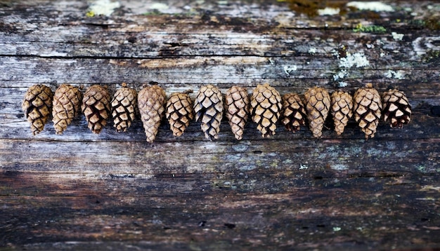 Cônes de pin sur fond de bois ancien avec espace de copie