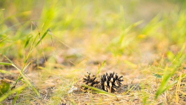 Cônes d'un pin sur fond naturel Image avec mise au point sélective