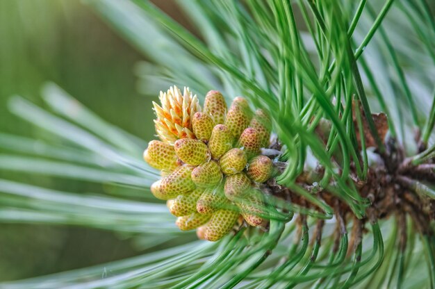 Cones de pin jeunes