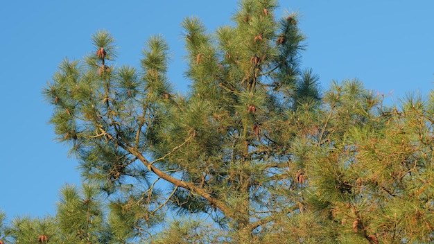 Des cônes de pin naturels sur des branches de pin de la variété des pins