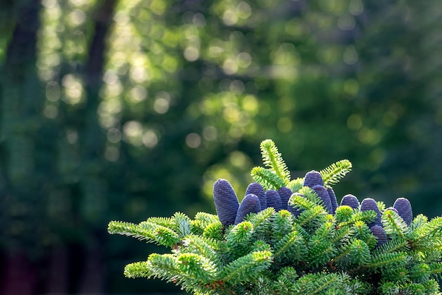 Cônes de sapin de couleur violette sur une branche verte d'une vue de face en épicéa